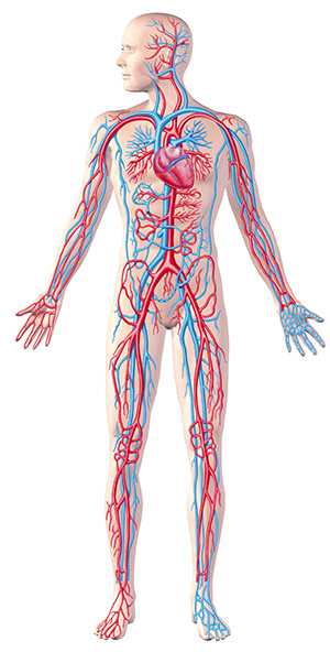 sistema-circulatorio-