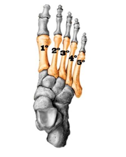 Imagem ilustrativa dos metatarsos.
